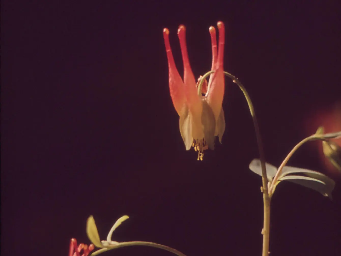 Graceful columbine in the wilderness