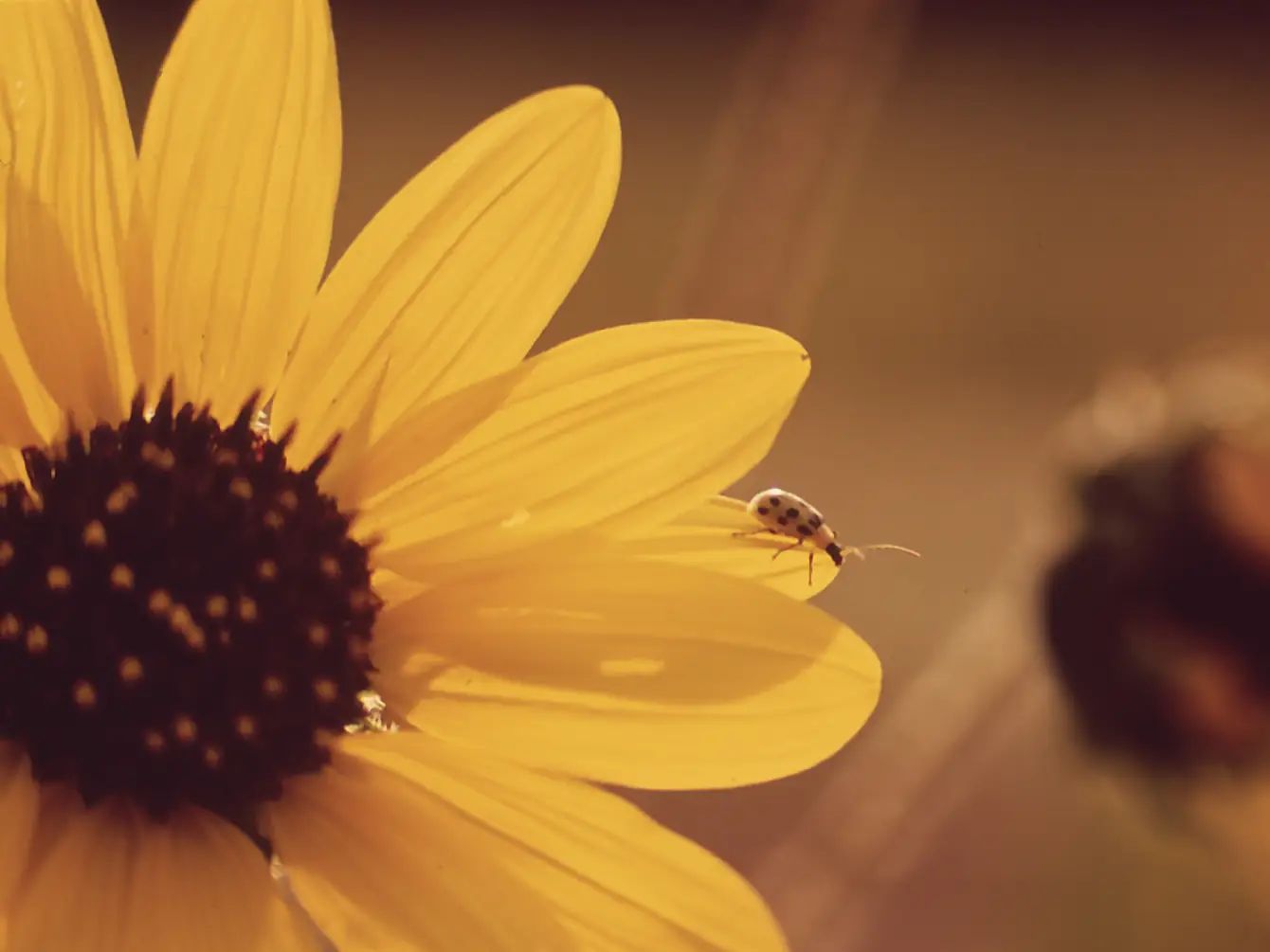 Sunlit encounter on a sunflower